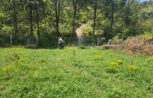 Polisan Holding 35 yıl önce Dilovası’na diktiği 93.500 ağacı korumaya devam ediyor.