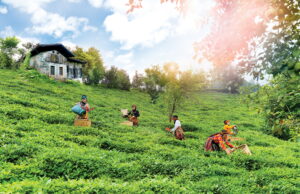 Doğuş Çay 40’ıncı yılına, yılda yaklaşık 2 milyon ton tarım ürününü ekonomiye kazandırarak girdi.