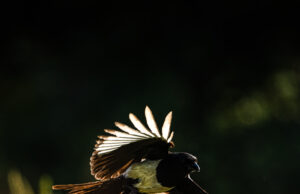 Doğaya Kanat Açtık, Türkiye’nin kanatlı mirasını kayıt altına alıyor.